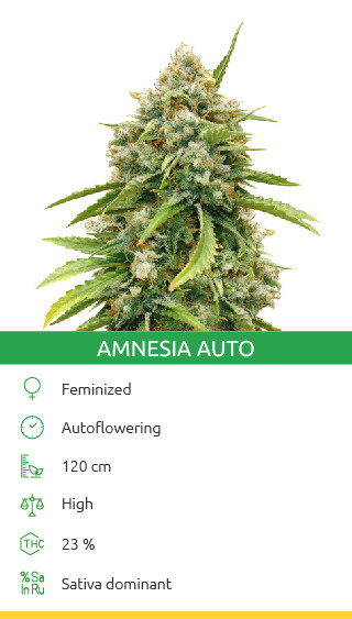 Amnesia Autoflower cannabis strain