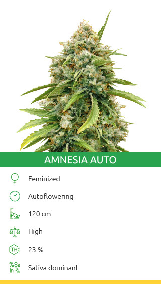 Variété de cannabis Amnesia Autoflower