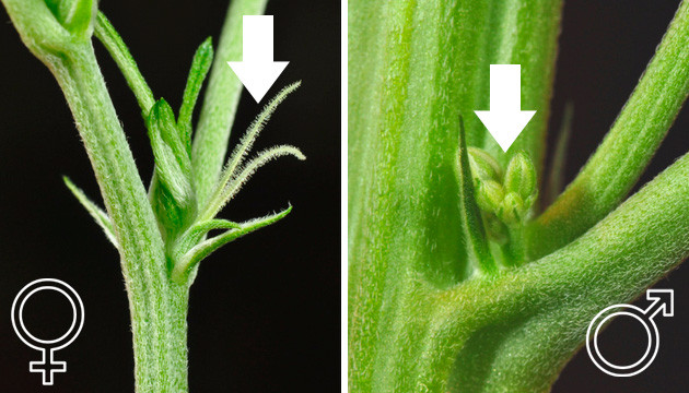 erzwinge die Blüte von Cannabis im Freien