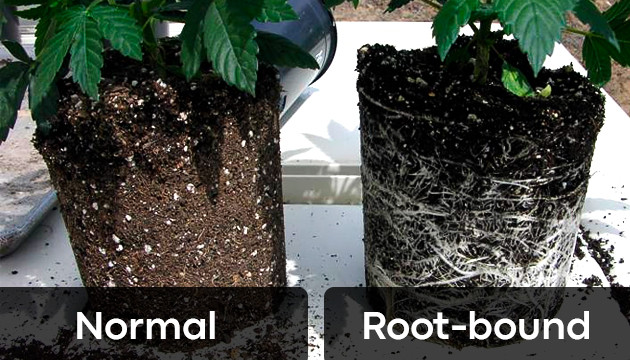 marijuana roots