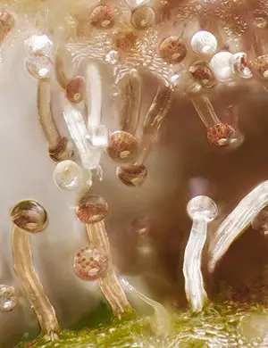 Un mix entre trichomes ambrés Niveau de THC le plus élevé / Body Buzz