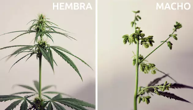 fotos marihuana macho y hembra