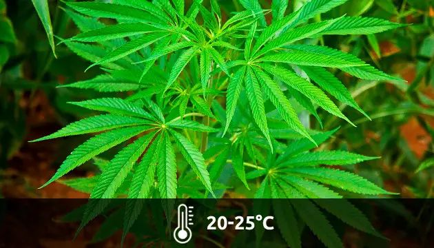 temperatura ideal para la fase de floración