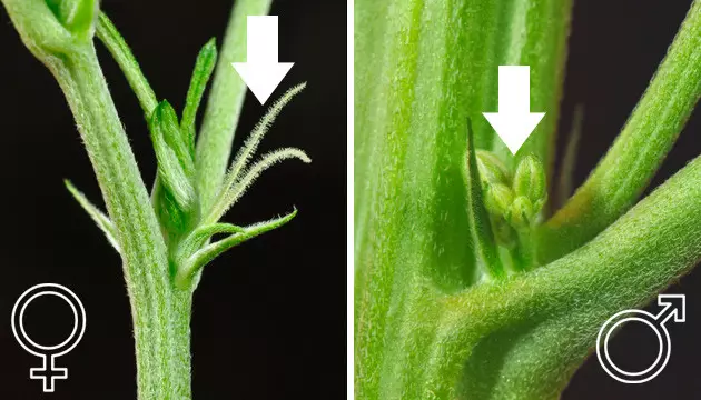 force flowering cannabis outdoors