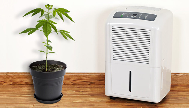 Cómo controlar temperatura y humedad en cultivo indoor?☑️