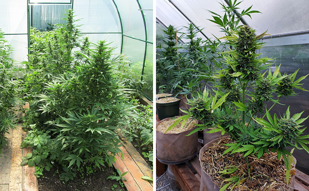 cannabis strains for greenhouse