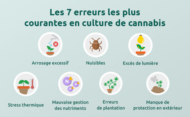 les 7 erreurs les plus courantes en culture de cannabis