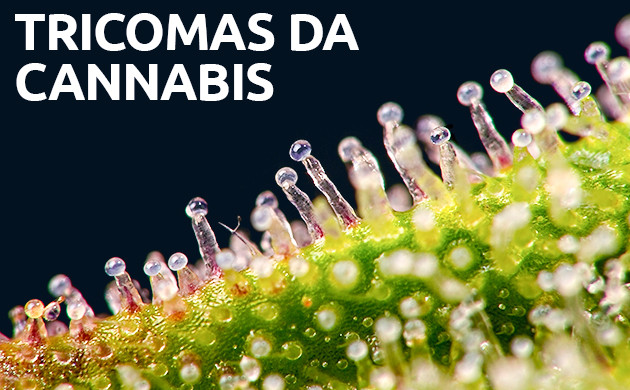 tricomas da cannabis