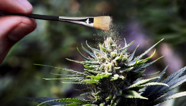 Polliniser le cannabis et féminiser les graines