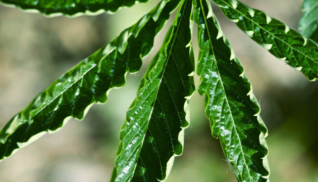 humidity for weed