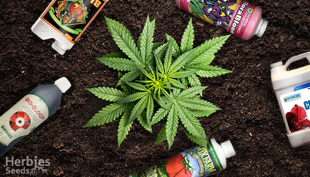 marijuana fertilizer