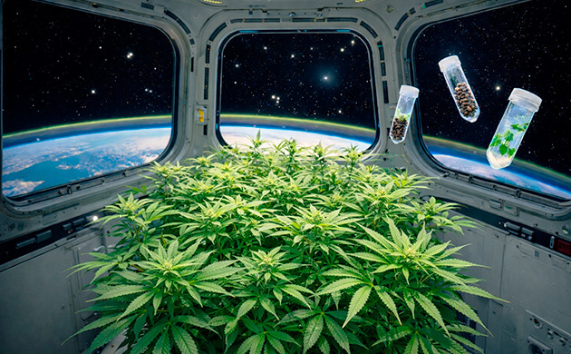 Cannabis Has Been to Space Cannabis Has Been to Space