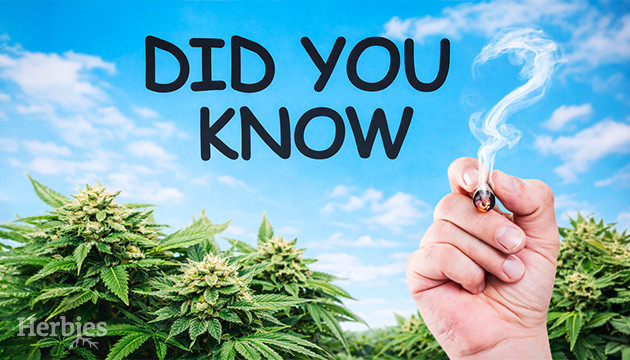 Interesting facts about cannabis you probably didn’t know 8 Things You Didn’t Know About Cannabis Growing and Use in Different Countries