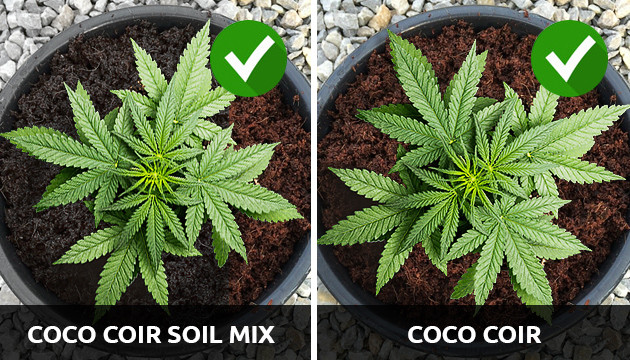 growing weed in coco