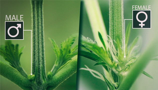 male marijuana plant