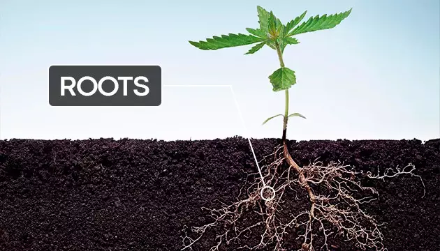 marijuana plant anatomy