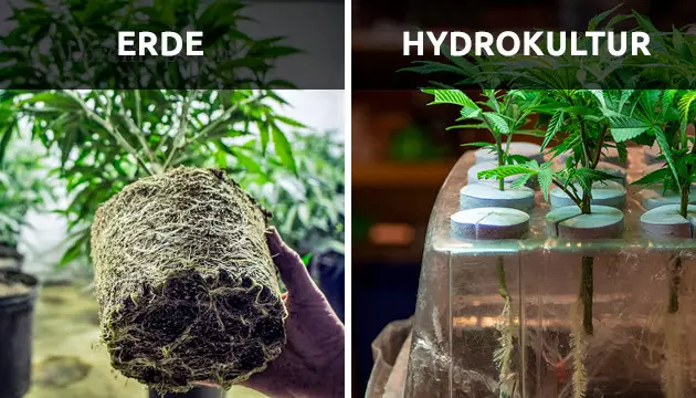 Wie viel bringt eine Marihuana-Pflanze?