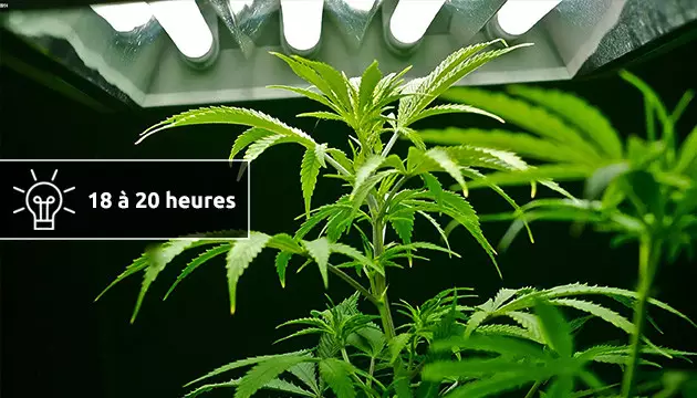 autofloraison interieur lumiere