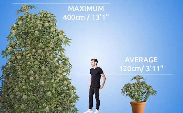 How Big Do Cannabis Plants Get?