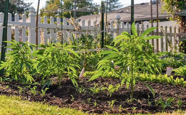 culture du cannabis en exterieur