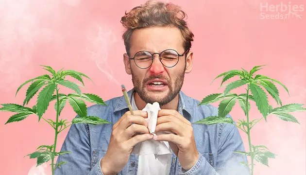 marijuana allergy