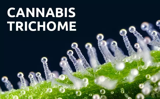 Was macht Cannabis klebrig?