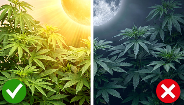 quand arrêter le co2 pendant la floraison