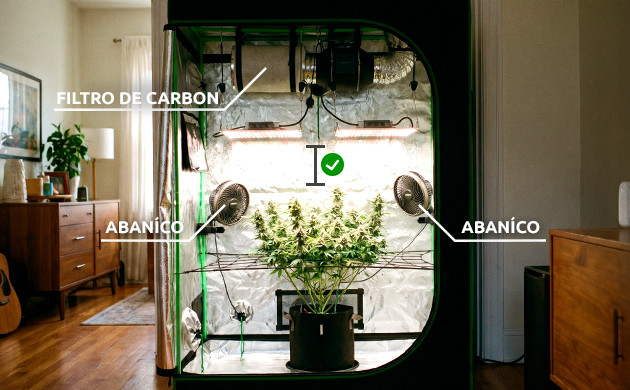 cannabis heat stress recovery
