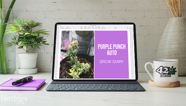 purple punch auto grow diary