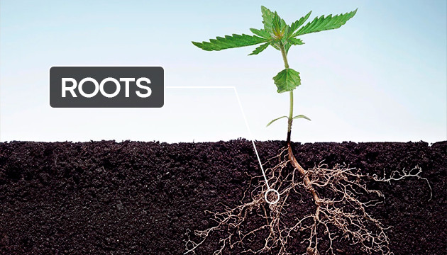 marijuana plant anatomy