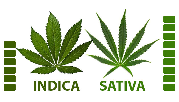 Sativa Indica Ernte