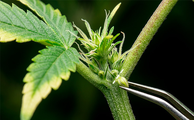que faire si vous trouvez une plante hermaphrodite ?