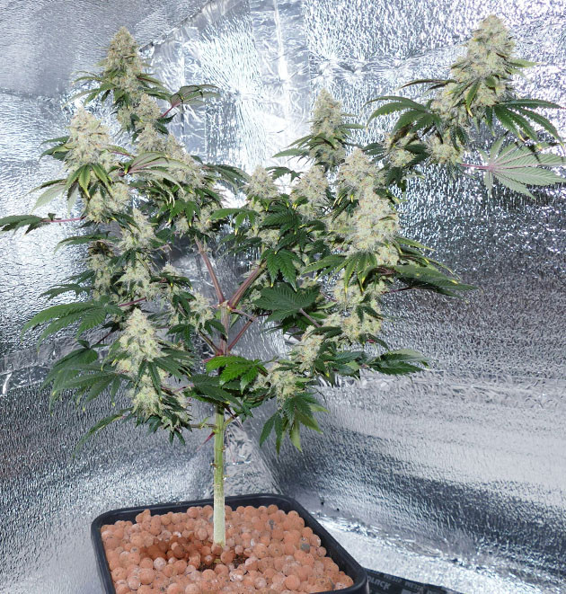 Compra semillas feminizadas de Zkittlez de Original Sensible Seeds