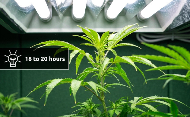 Leichter Zeitplan Autoflower-Lichtzyklus