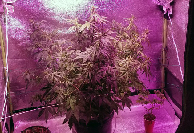 Gorilla Glue Auto flowering