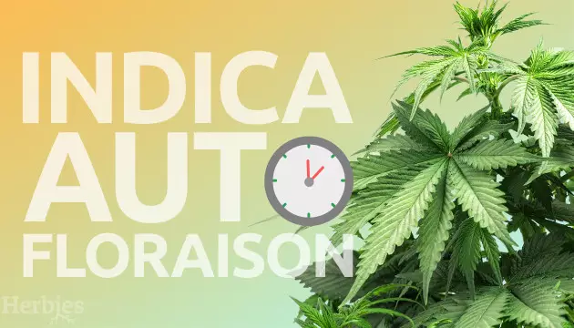 Meilleures variétés Indica à autofloraison