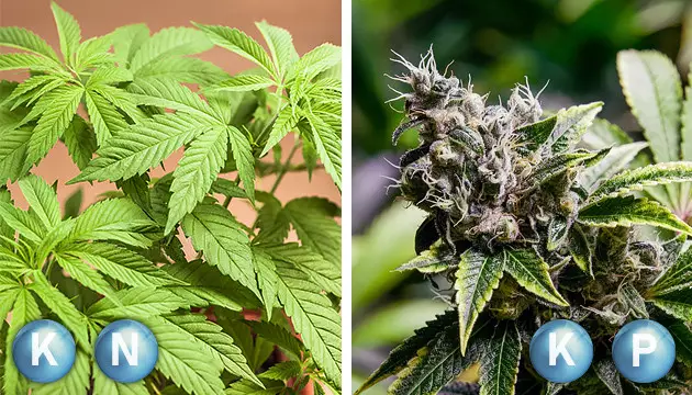 Vegetative flowering phase marijuana plant nutrients