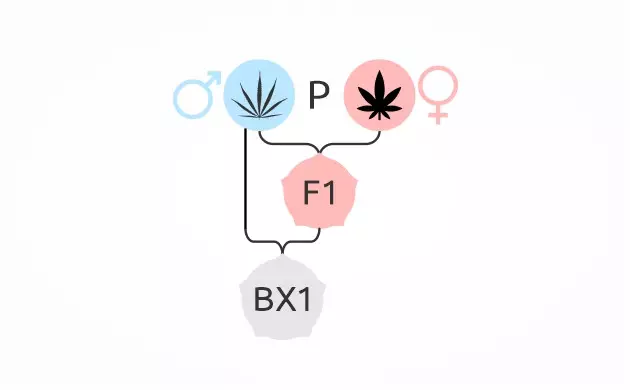 Semillas de malezas BX ¿Qué significa la generación F1?