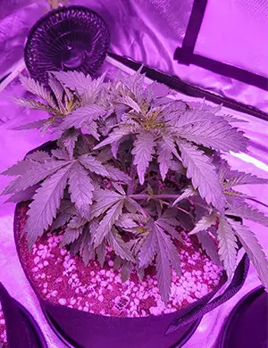 bruce banner #3 by oss grow diarie