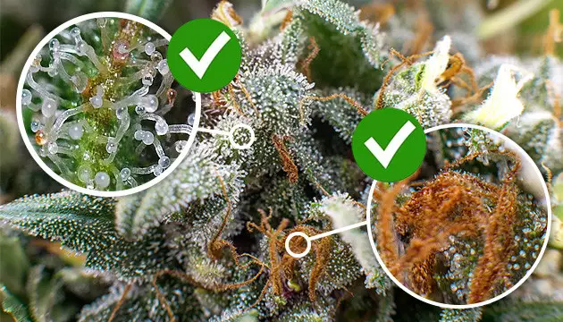 ¡Cosecha a tiempo! aumentar el THC de la marihuana