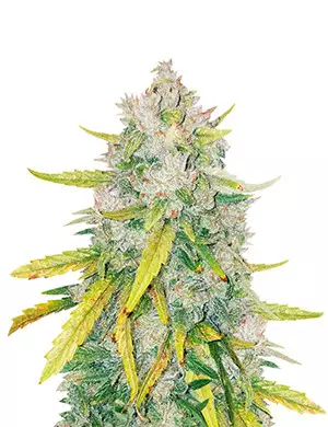 lsd strain plant