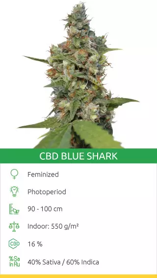cbd strains