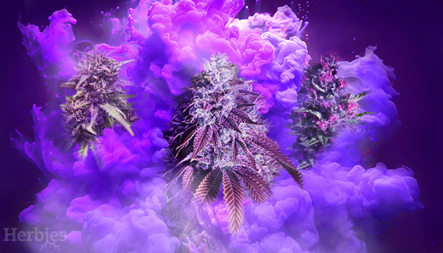 best purple weed
