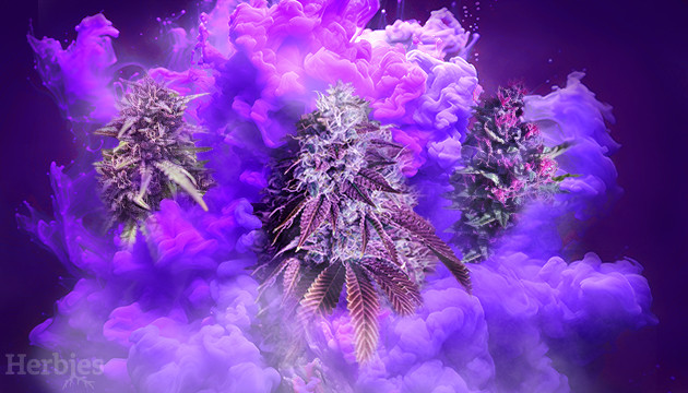 les meilleures varietes de cannabis purple