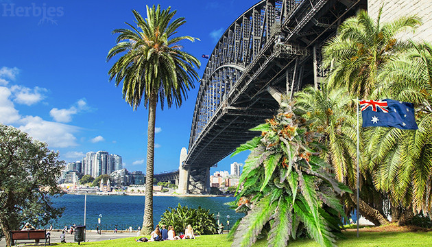 Cannabis Seeds in Sydney