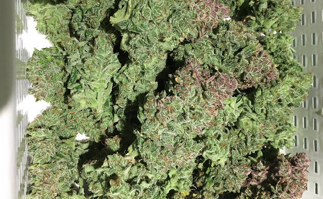 CBD Lemon Auto buds