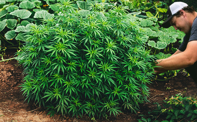 cultiver du cannabis en extérieur