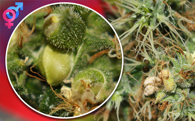 plantas de cannabis hermafroditas