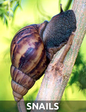 Snails on Cannabis