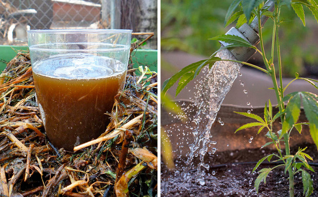 Use Compost Tea To Nourish Your Cannabis Plants - RQS Blog